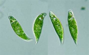 Euglena proxima